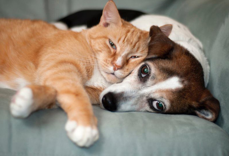 cat laying on dog on a couch