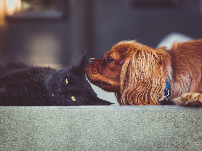 dog sniffing cat's ear
