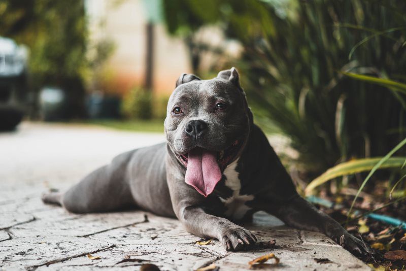 black dog laying on the ground